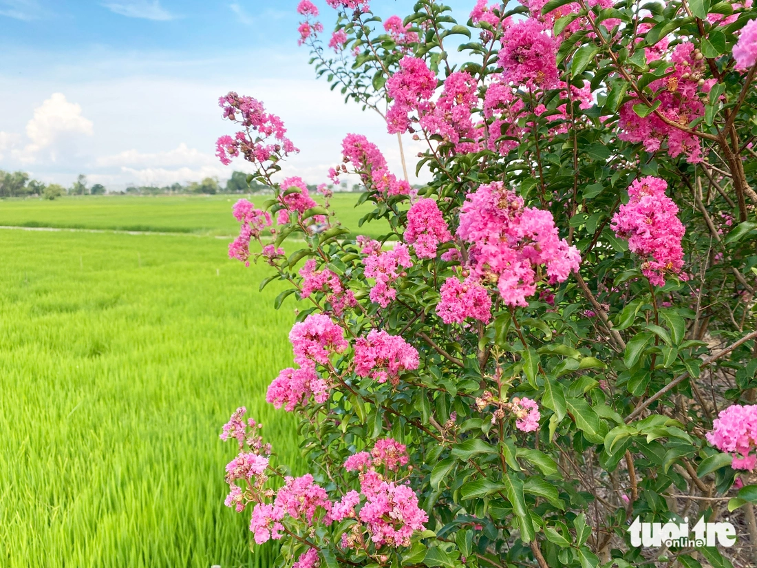 Say lòng đường hoa tường vi rực sắc hồng bên đồng lúa xanh ở Đà Nẵng - Ảnh 4.