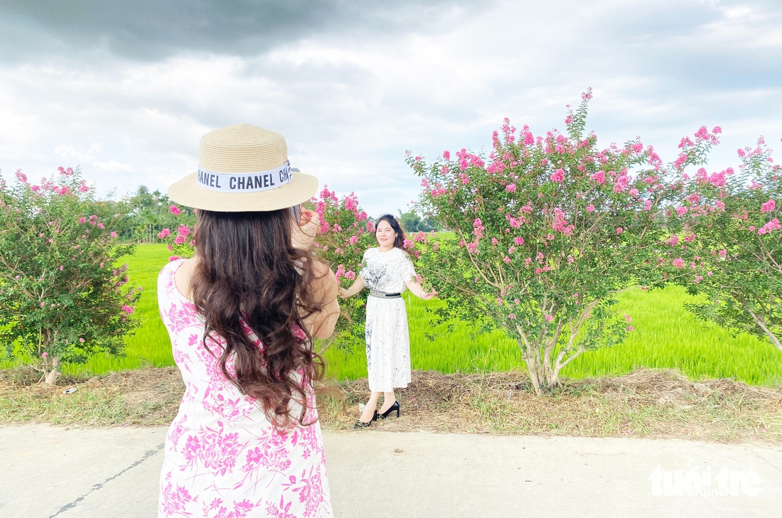 Say lòng đường hoa tường vi rực sắc hồng bên đồng lúa xanh ở Đà Nẵng - Ảnh 5.
