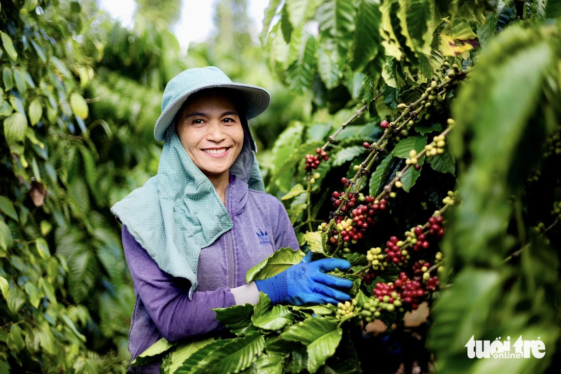 Nâng cấp vị thế cà phê Robusta Việt Nam bằng thương hiệu quốc gia - Ảnh 1.