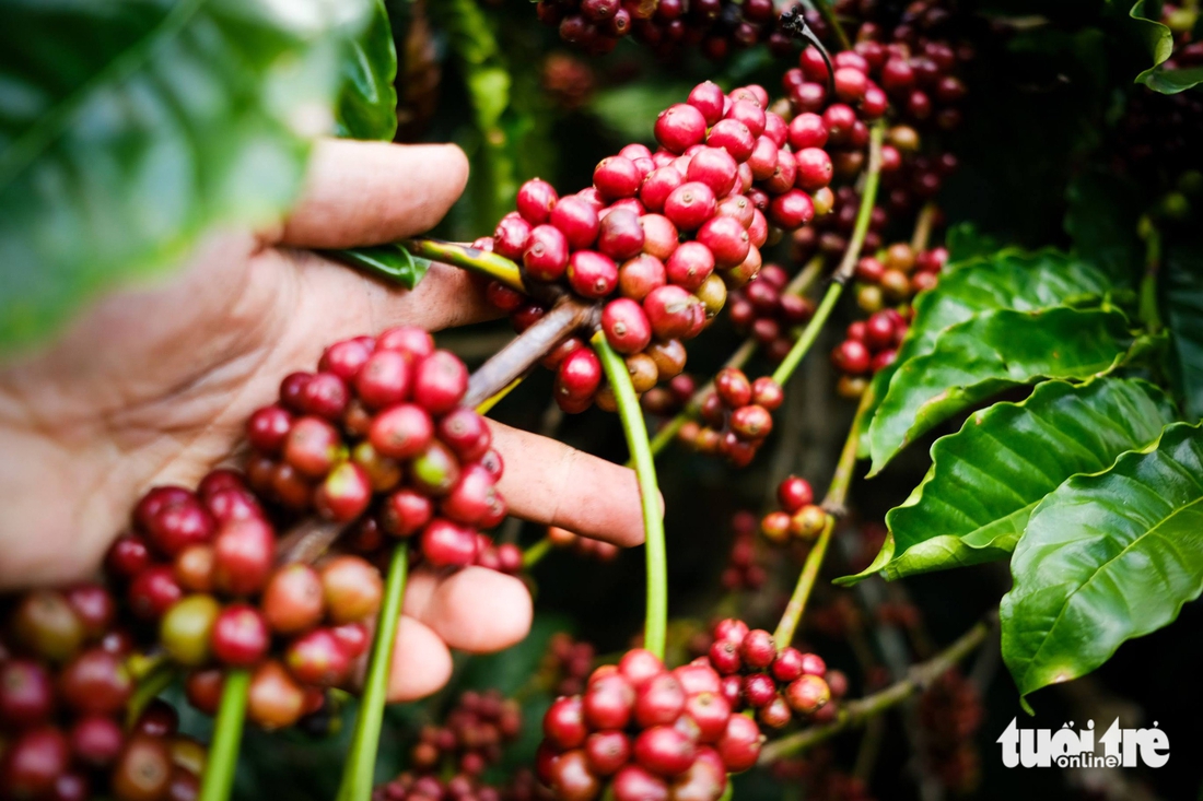 Nâng cấp vị thế cà phê Robusta Việt Nam bằng thương hiệu quốc gia - Ảnh 3.