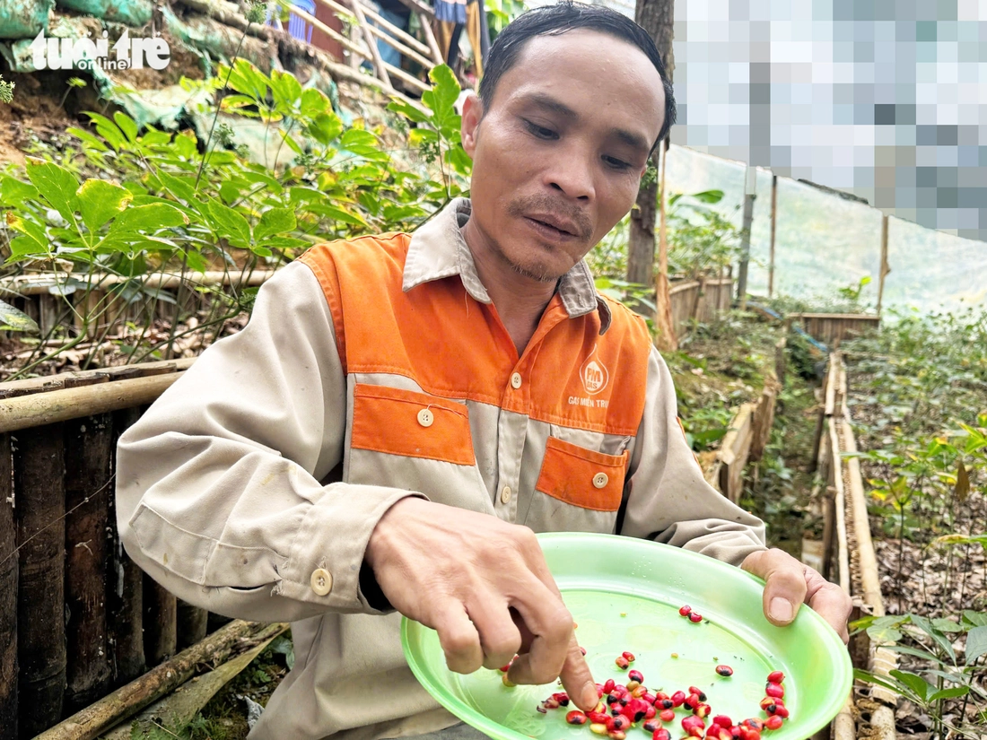 Đẹp say lòng quốc bảo sâm Ngọc Linh mùa hạt chín đỏ chót - Ảnh 10.