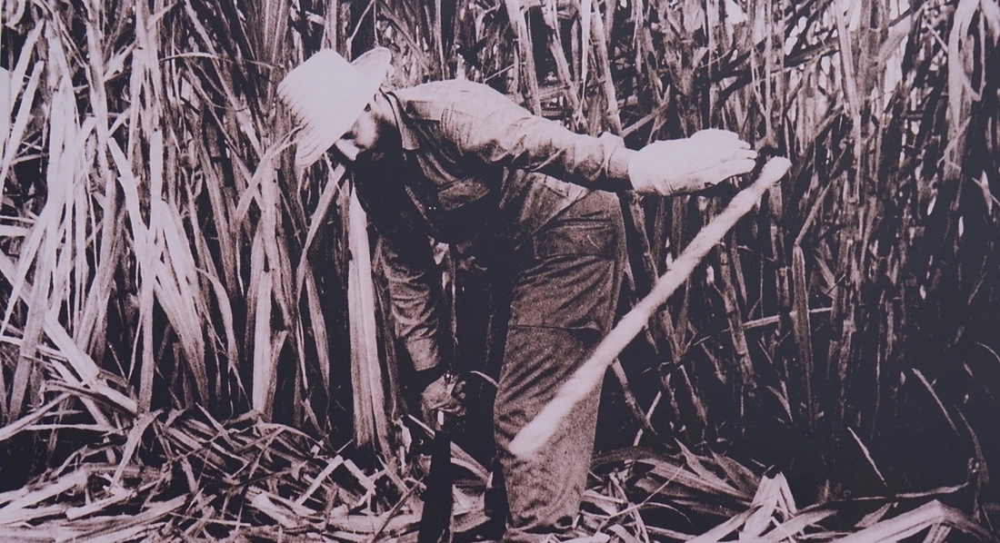Những hình ảnh quý từ Cuba, Chủ tịch Fidel Castro chặt mía, đọc sách giữa núi rừng - Ảnh 2.