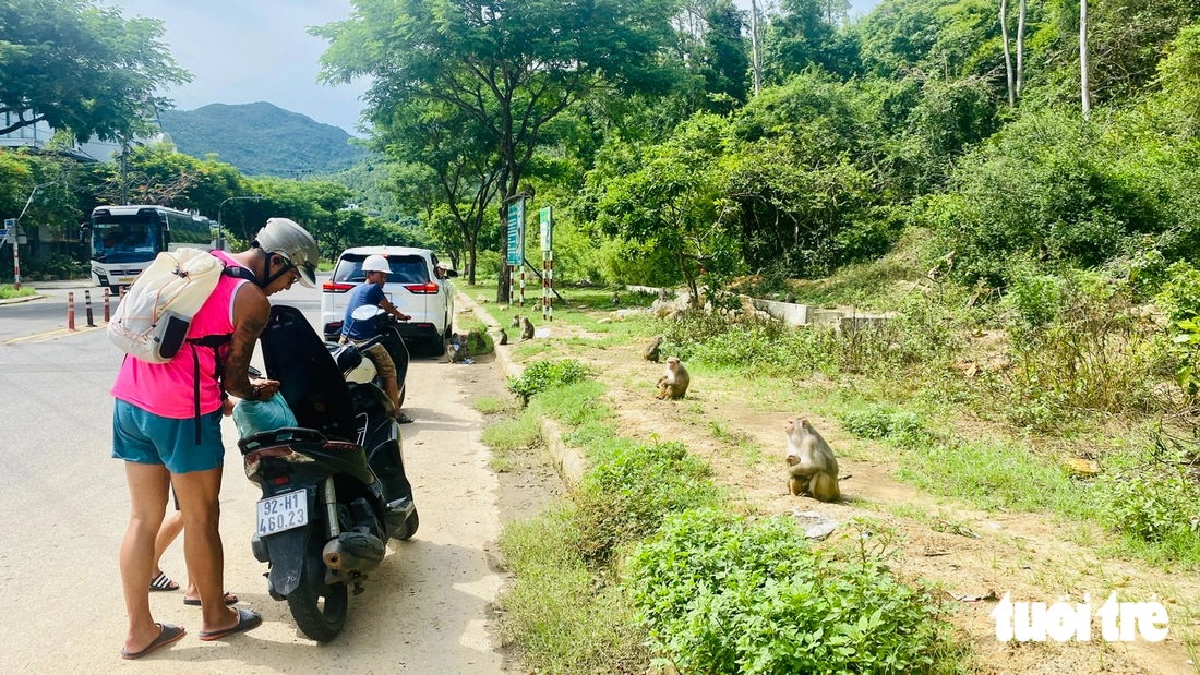 Quen được khách cho ăn, khỉ Sơn Trà chờ khách cho trái cây như em bé đòi quà - Ảnh 1.