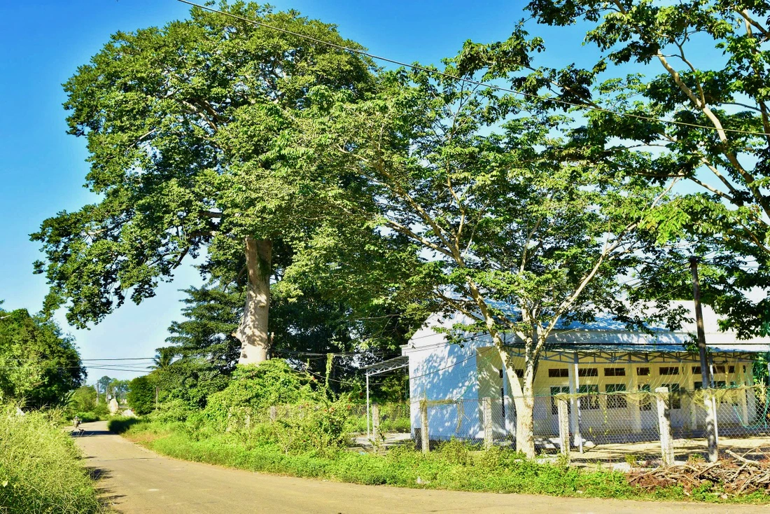 Cây đỏ từ điểm check in hút khách đến cây di sản - Ảnh 1.