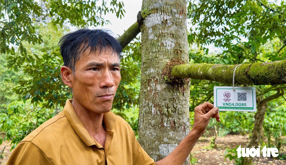 Những cây trăm tuổi kể chuyện vùng sầu riêng, cà phê Đắk Lắk - Ảnh 3.