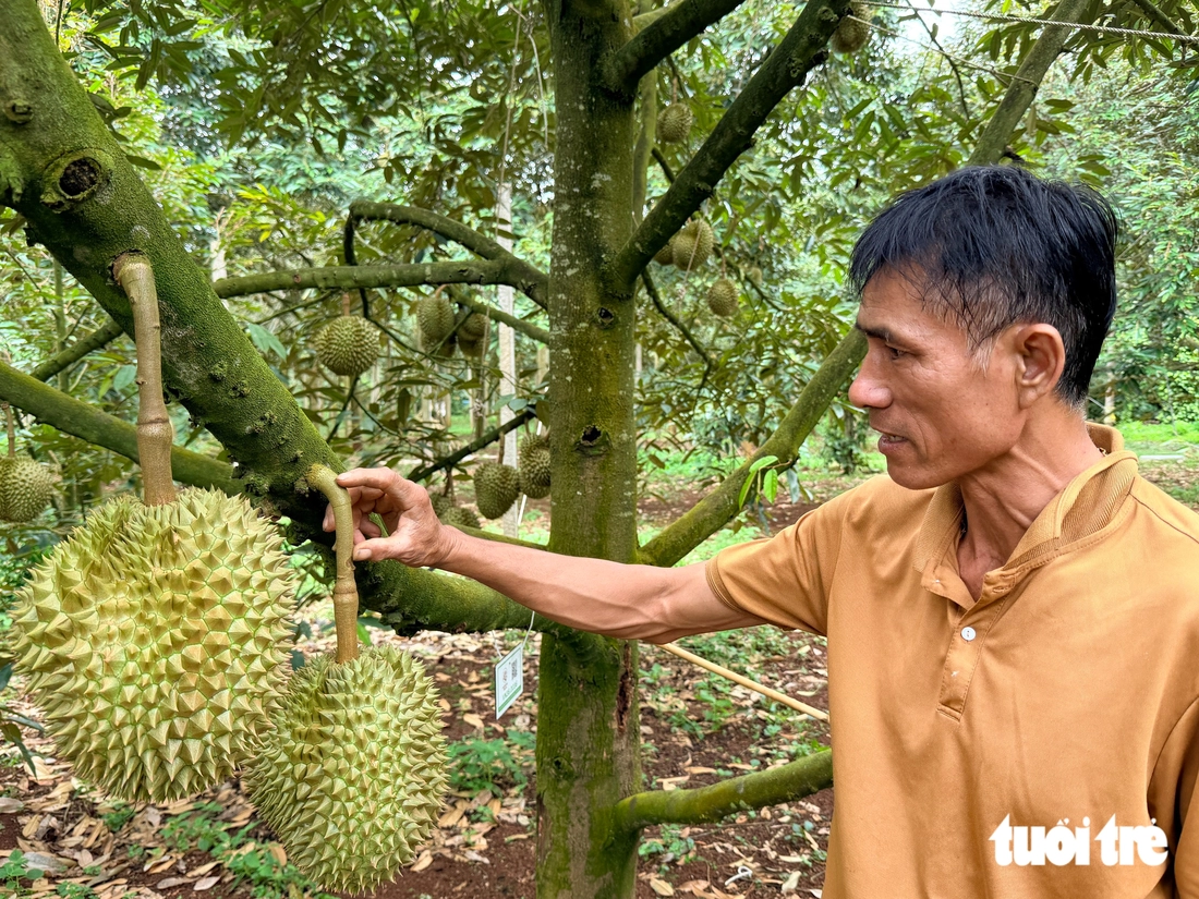 Những cây trăm tuổi kể chuyện vùng sầu riêng, cà phê Đắk Lắk - Ảnh 5.