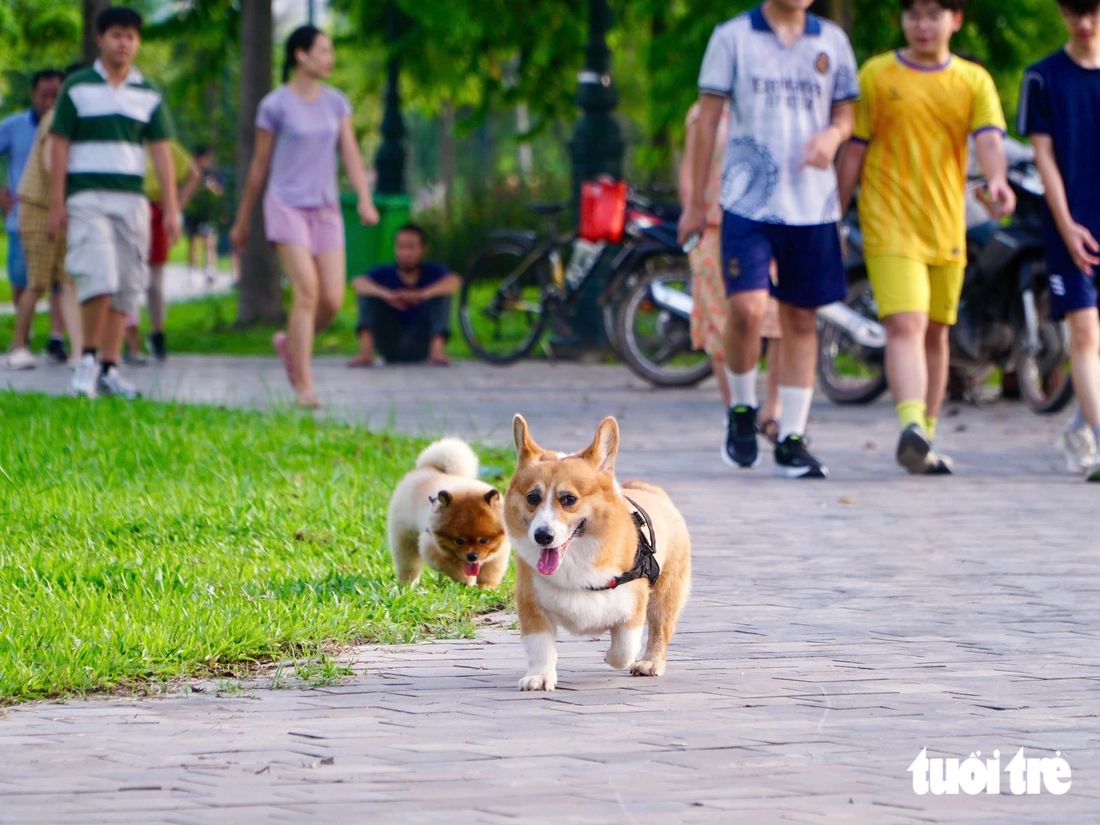 Chó ở Hà Nội không đeo rọ mõm và thả rông giữa quy định phạt 2 triệu đồng - Ảnh 8.