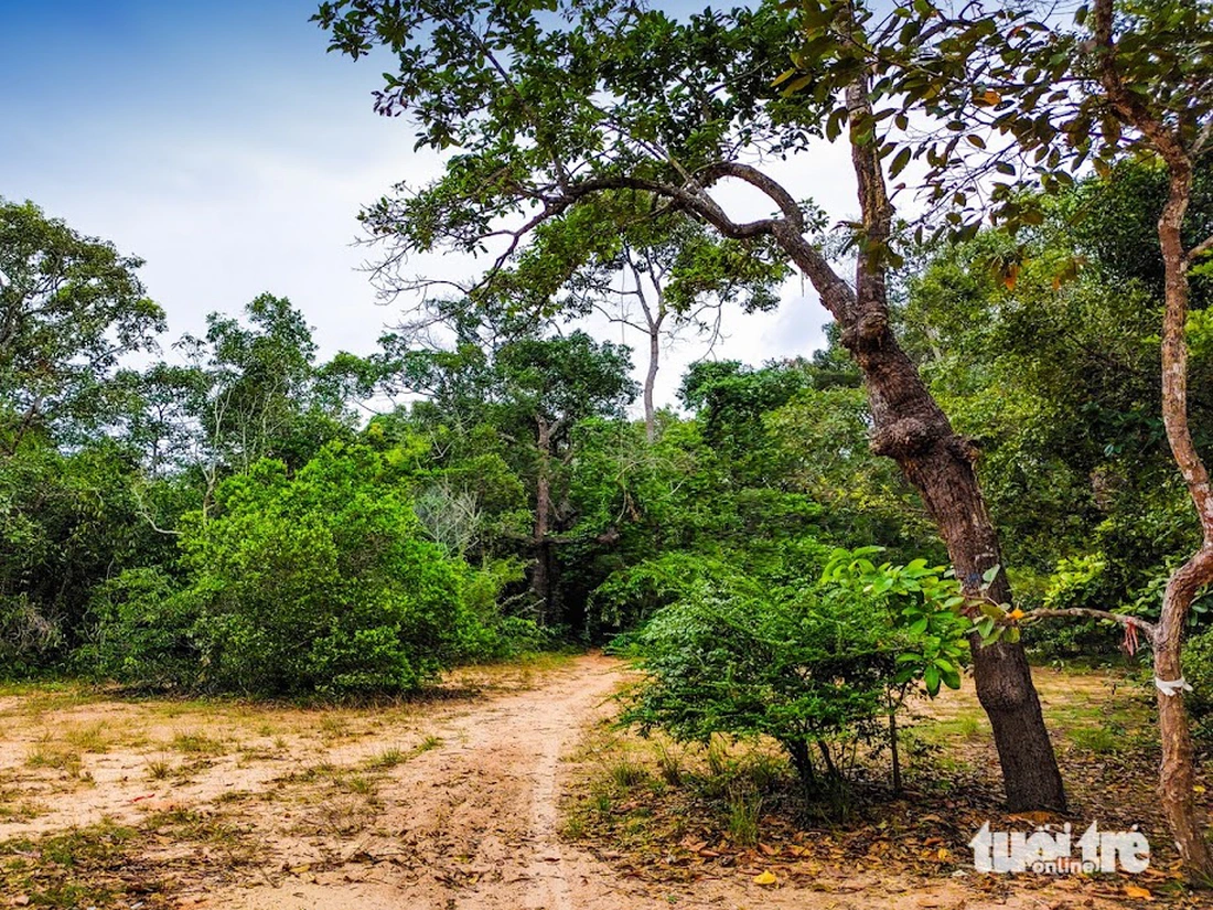 Khu rừng Phước Bửu hoang sơ đại ngàn cổ thụ ôm ấp eo biển xanh thơ mộng - Ảnh 4.