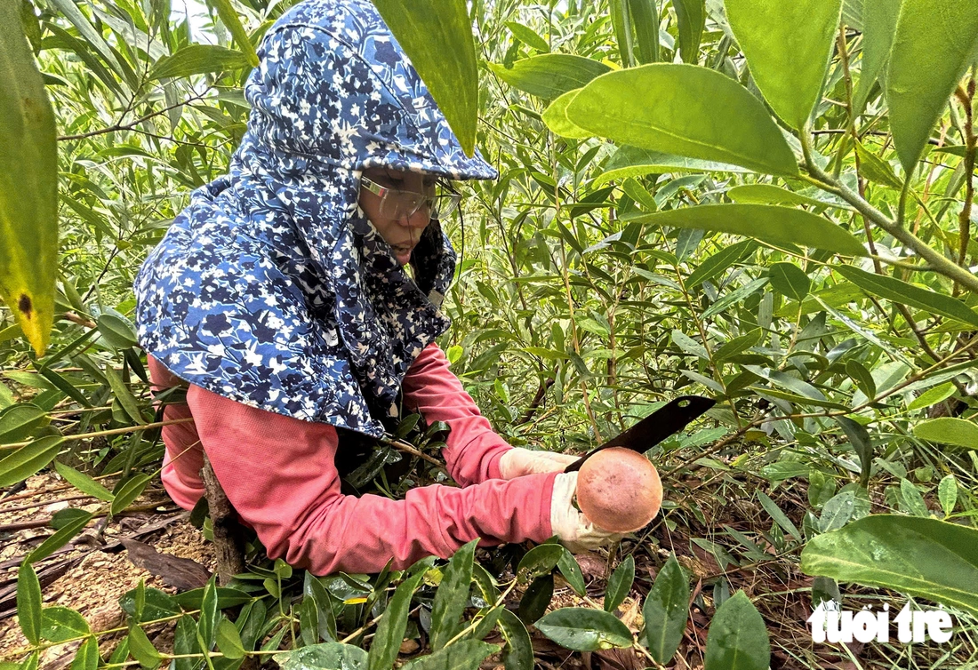 Người dân Quảng Trị vào rừng hái nấm tràm 'vui như trẩy hội' - Ảnh 5.