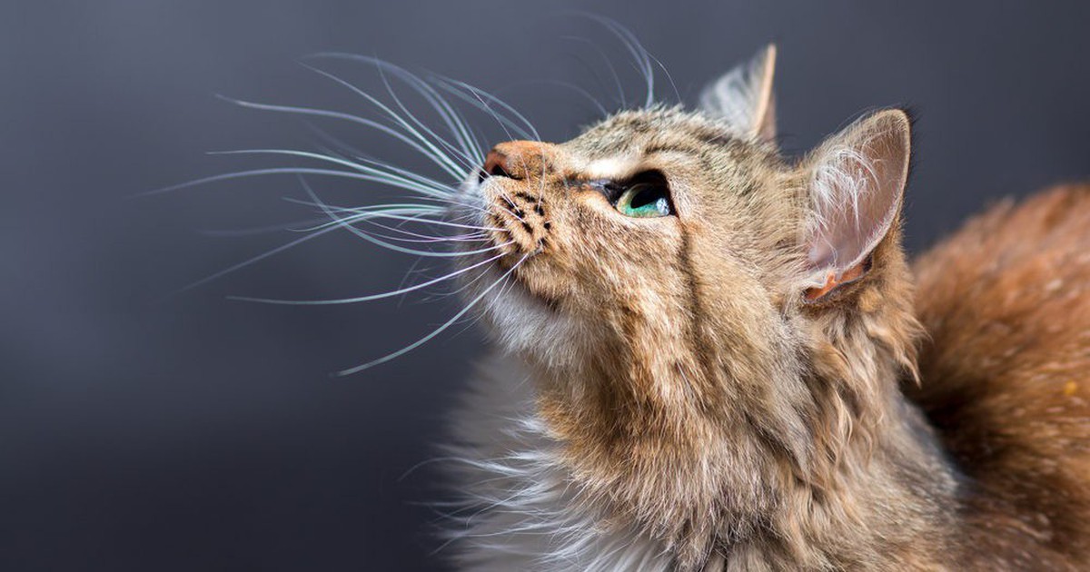 Vì sao không được cắt râu mèo? - Tuổi Trẻ Online