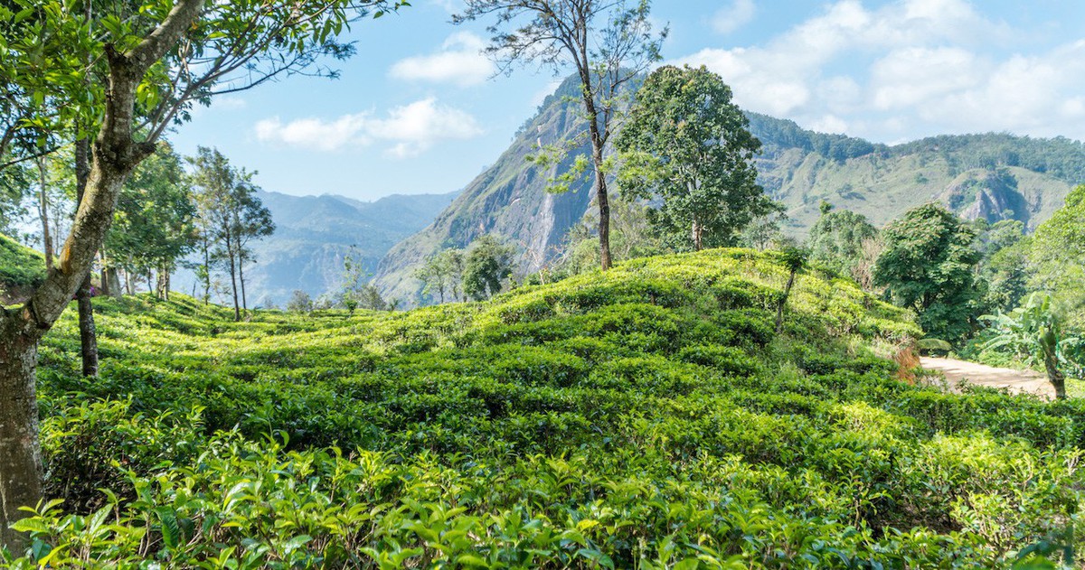 Chia sẻ chi phí ban đầu khi sang Sri Lanka làm việc từ người trong ngành - Bí quyết giúp bạn tiết kiệm và chuẩn bị tốt hơn