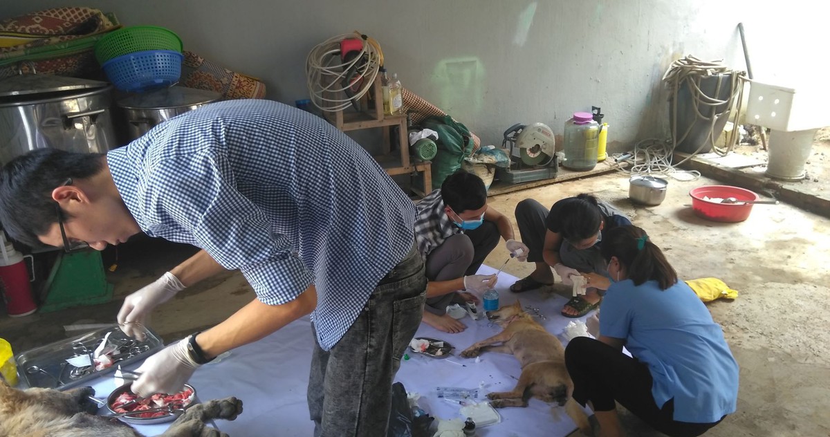 Liên minh bảo vệ chó châu Á chăm sóc đàn chó tạm giữ ở Công an Thanh Hóa