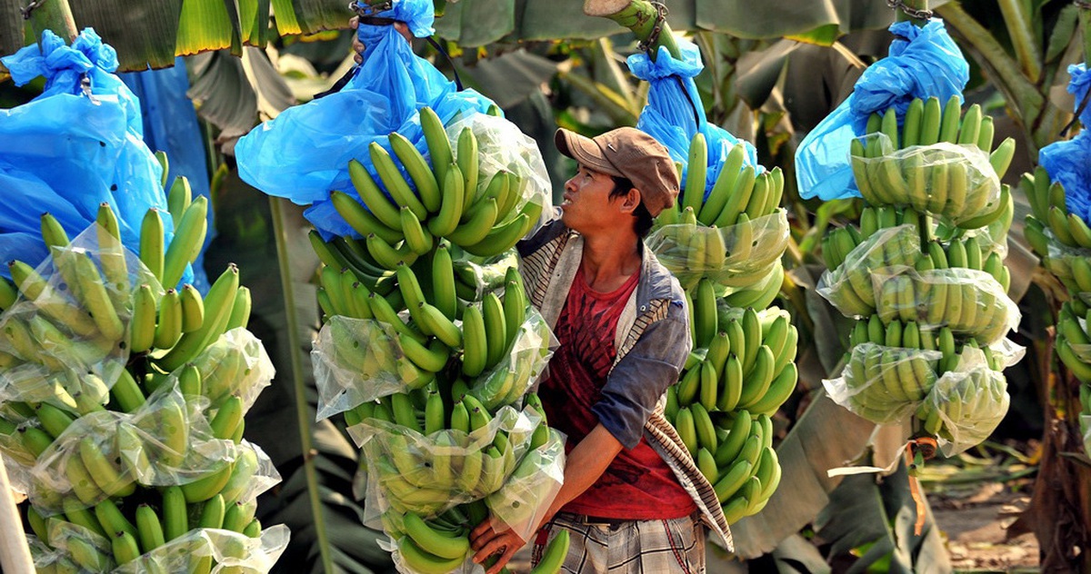 Xuất khẩu rau quả khởi sắc trở lại nhờ Trung Quốc tăng nhập chuối, sầu riêng