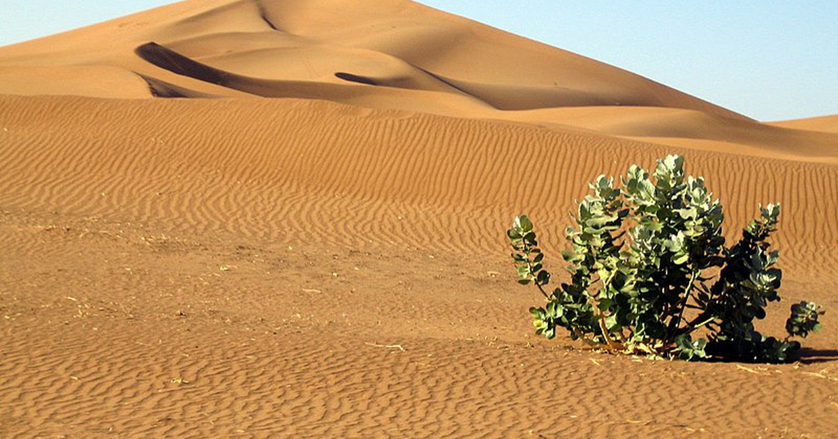 Kỳ lạ khi phát hiện có 1,8 tỉ cây xanh ở 'vùng đất chết' Sahara - Tuổi Trẻ  Online