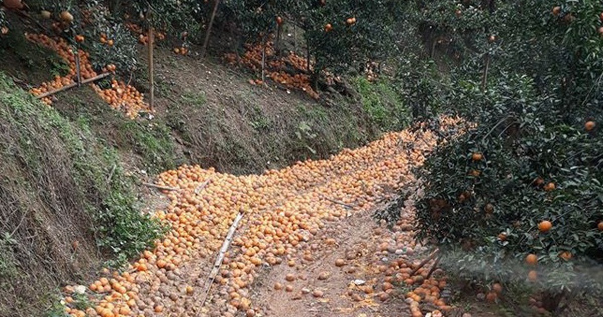 Cam rụng la liệt kín đường, dân mất trắng tiền tỉ