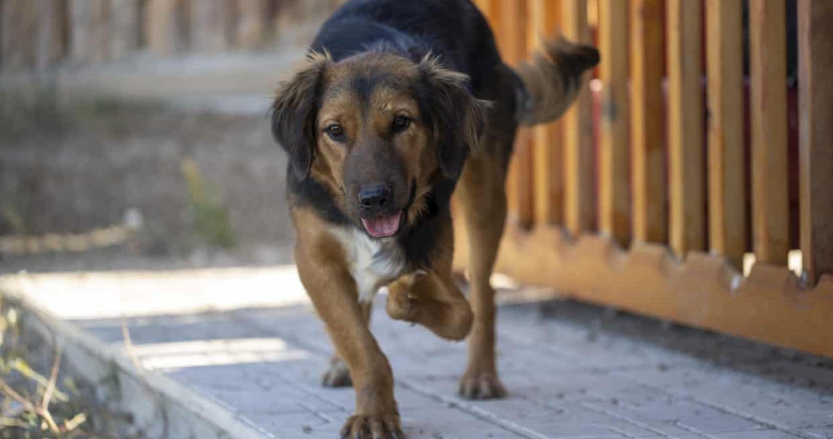 Nhiều chó cưng ở Anh bị bỏ rơi sau khi hết giãn cách xã hội ...