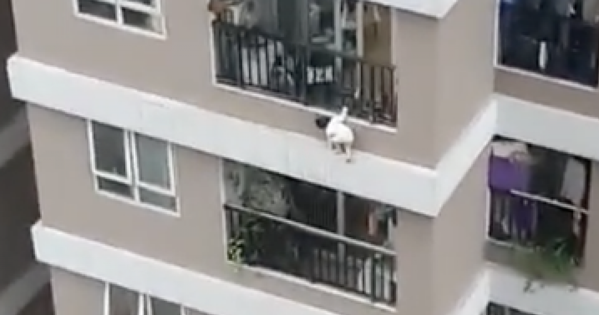 Video: Bé gái 3 tuổi ở Hà Nội rơi từ tầng 12 xuống đất, một nam thanh niên nhoài người cứu được - Tuổi Trẻ Online
