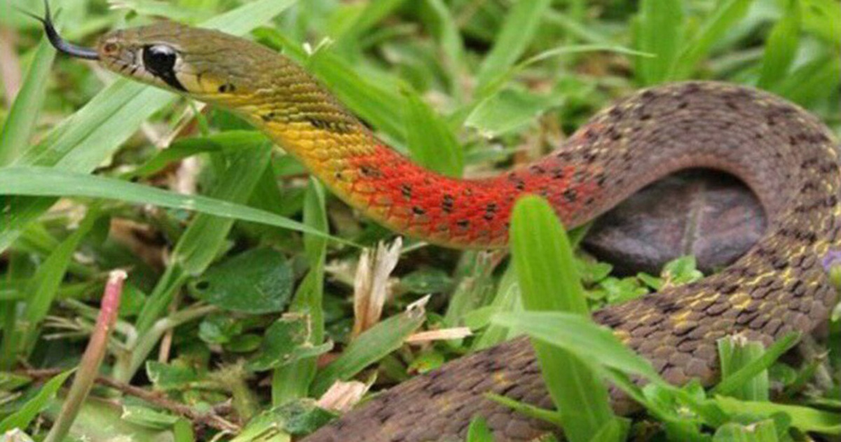 Kh&ocirc;ng c&oacute; kh&aacute;ng huyết thanh, rắn cắn l&agrave;m sao cứu? - Tuổi Trẻ Online