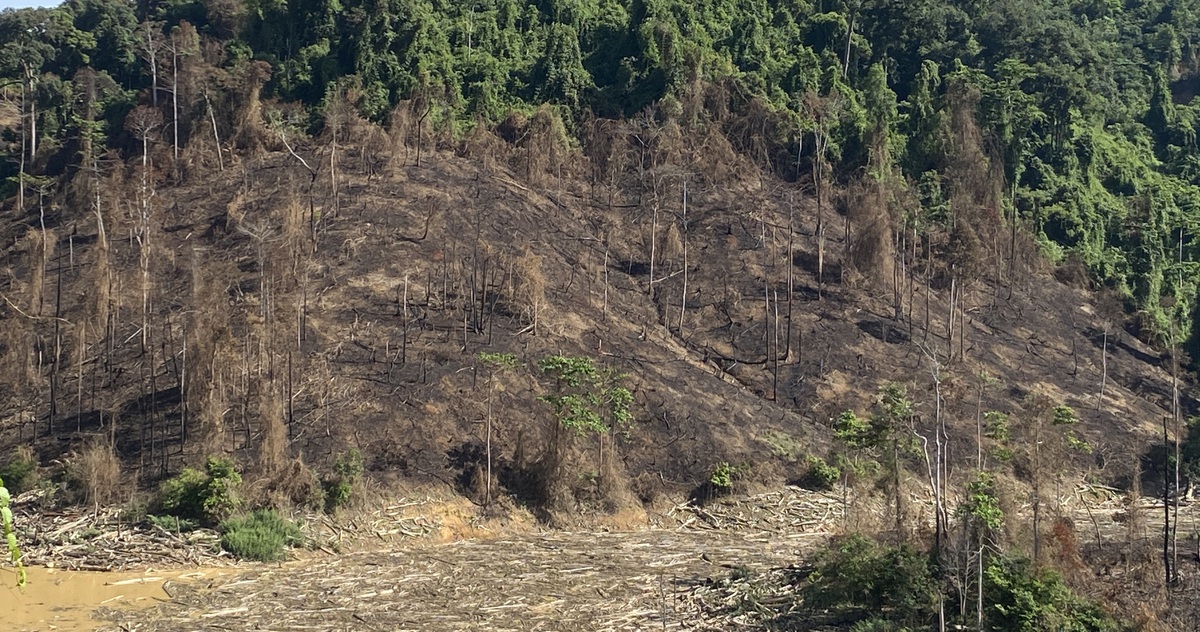 Đốt thực bì rừng phòng hộ trồng rừng thay thế gây cháy rừng?