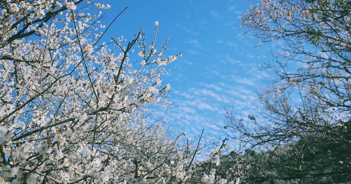 Ngắm thung lũng rừng mơ đẹp ‘đắm say’ lòng người ở Mộc Châu