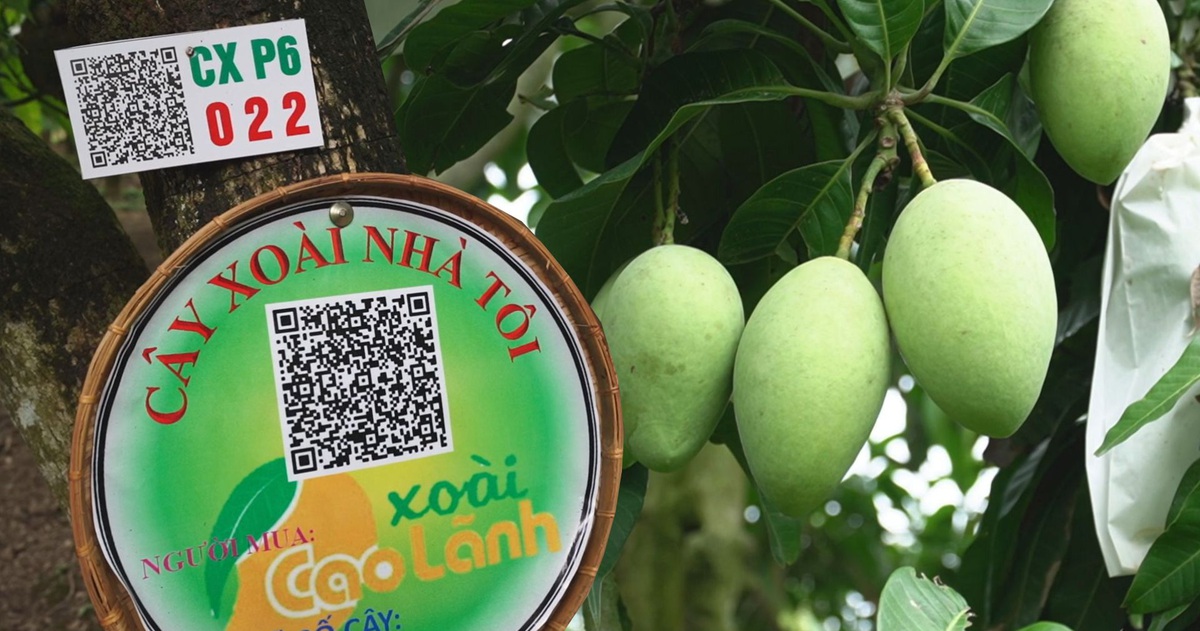 Không có đất vẫn trồng được xoài nhờ mô hình 'Cây xoài nhà tôi' - Tuổi Trẻ  Online