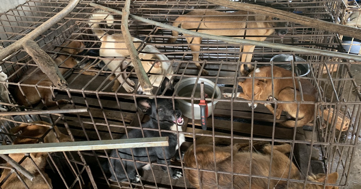 24 triệu đồng chuộc mạng 31 'bé cún' từ lò mổ và gởi tặng người muốn nuôi