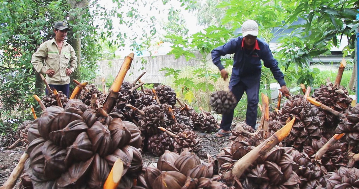 Góc nhìn trưa nay | Về miệt Thứ giữa mùa dừa nước