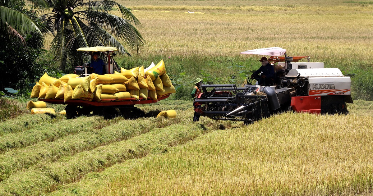 Đề án 1 triệu ha lúa chất lượng cao ở ĐBSCL: Tăng giá trị hạt gạo Việt