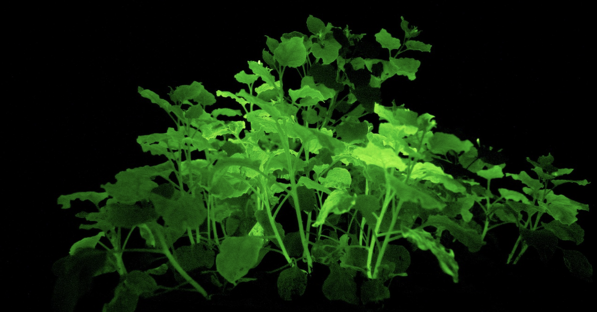 'Vườn ánh sáng sống' từ cây cỏ biến đổi gene