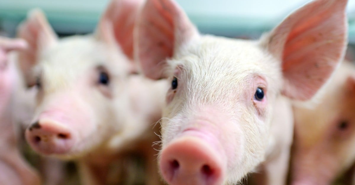 Mỹ lần đầu ghi nhận H5N1 trên heo