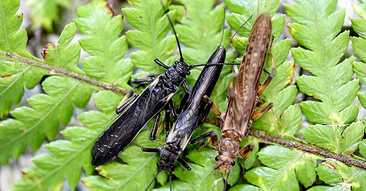 Phát hiện côn trùng phải đổi màu vì con người