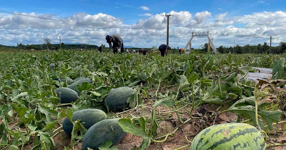 Vì sao dưa hấu trên Gia Lai rớt giá còn 1.000 - 2.000 đồng/kg?