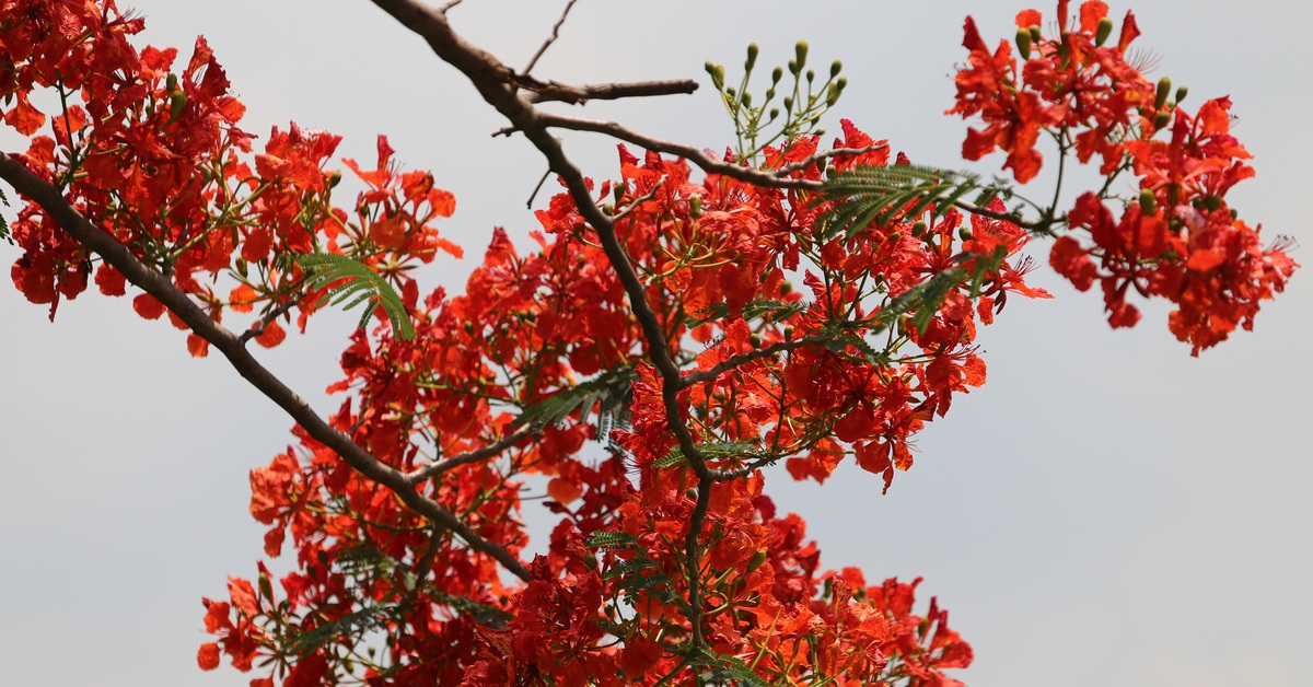 Hơn 100 loài hoa có thể chế trà bồi bổ cho quý ông