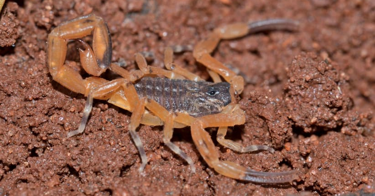 Bùng phát bọ cạp tại Brazil, lo thiếu thuốc giải độc