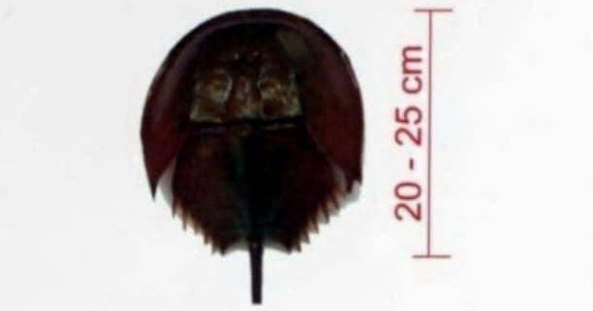 2 người ở Bà Rịa - Vũng Tàu ngộ độc nghi do nhầm so biển là sam biển