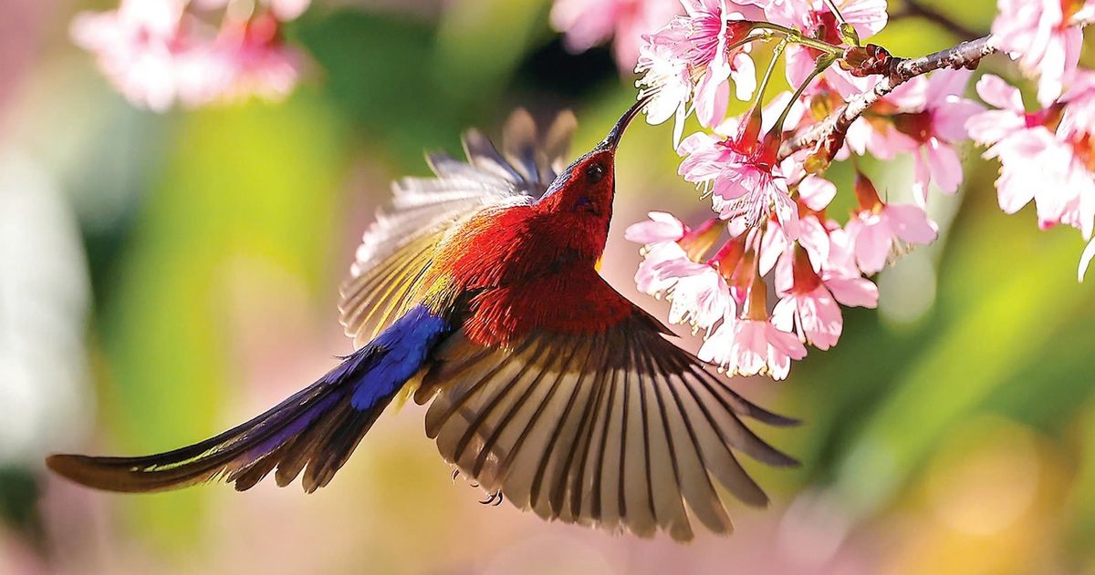 Trào lưu nuôi chim Aviary: Chính quyền ở đâu?