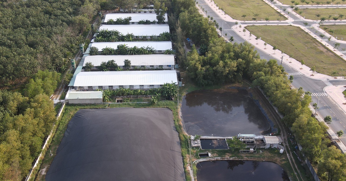 Sớm chốt phương án di dời trại heo Vissan Bình Thuận - Tuổi Trẻ Online