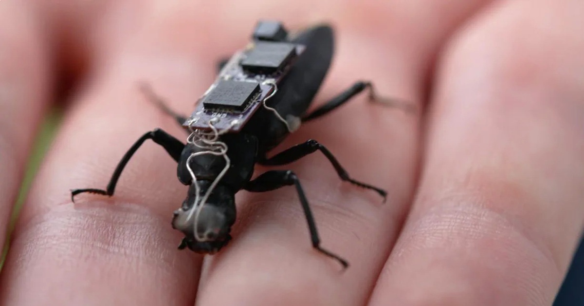 Gắn mạch điện tử cho gián đi cứu hộ