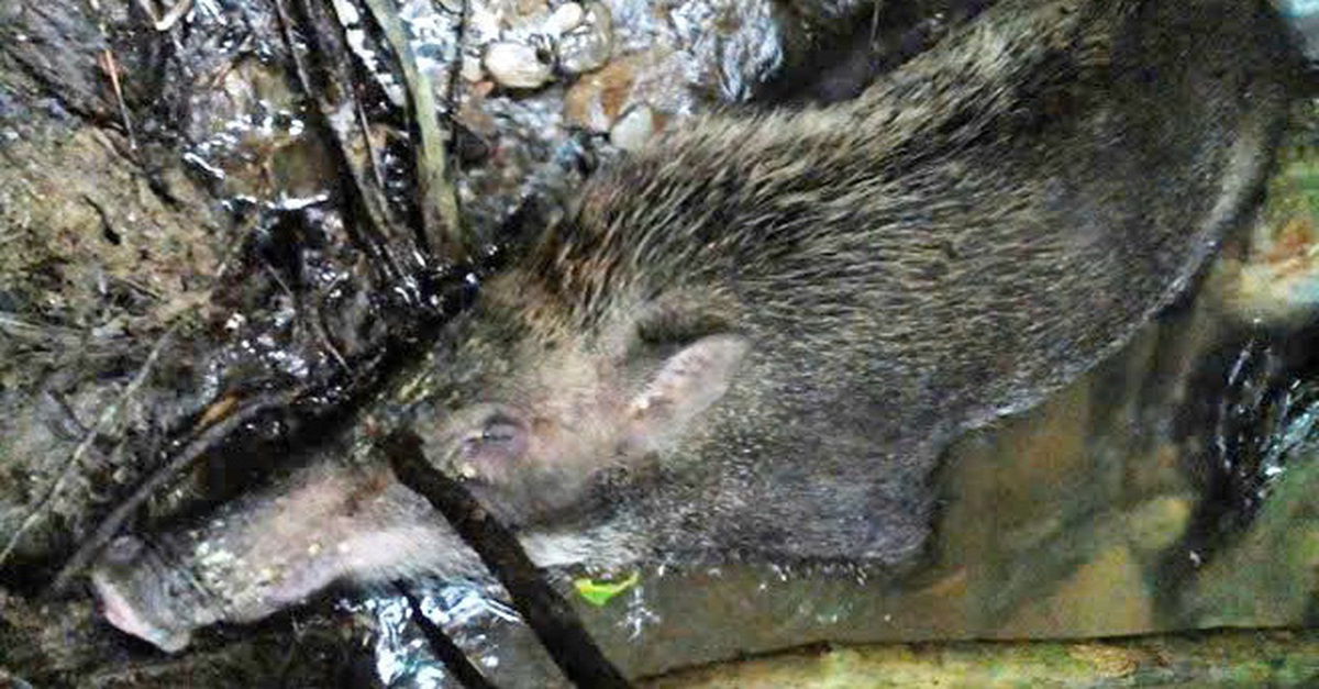 Hàng chục con heo rừng chết bất thường trong Vườn quốc gia Pù Mát