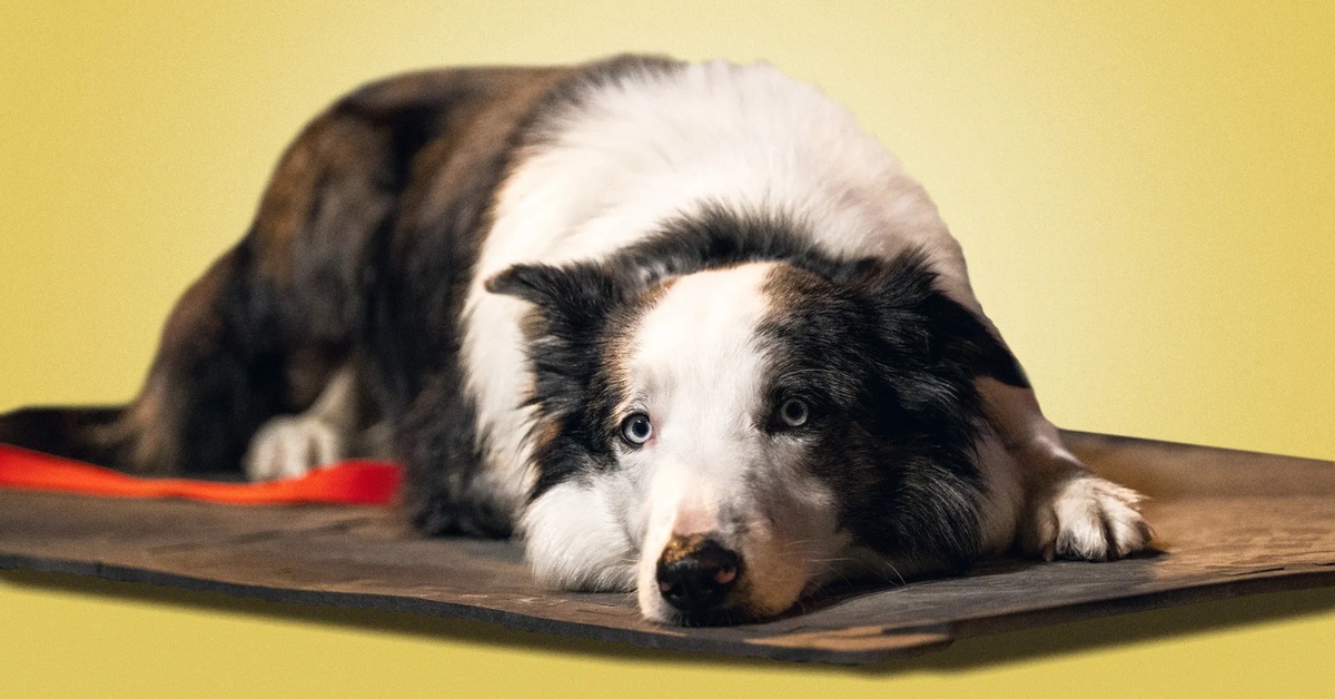 Chú chó Messi bị cấm dự Oscar 2024 - Tuổi Trẻ Online