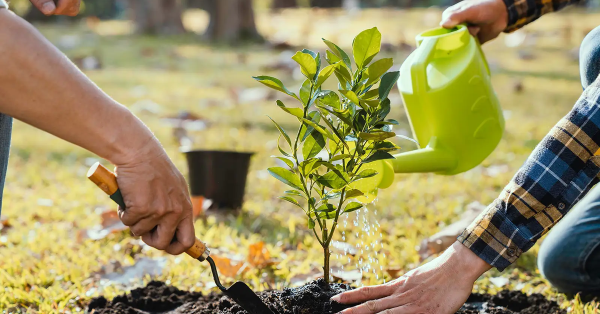 Trồng cây sai chỗ có thể khiến Trái đất nóng lên - Tuổi Trẻ Online