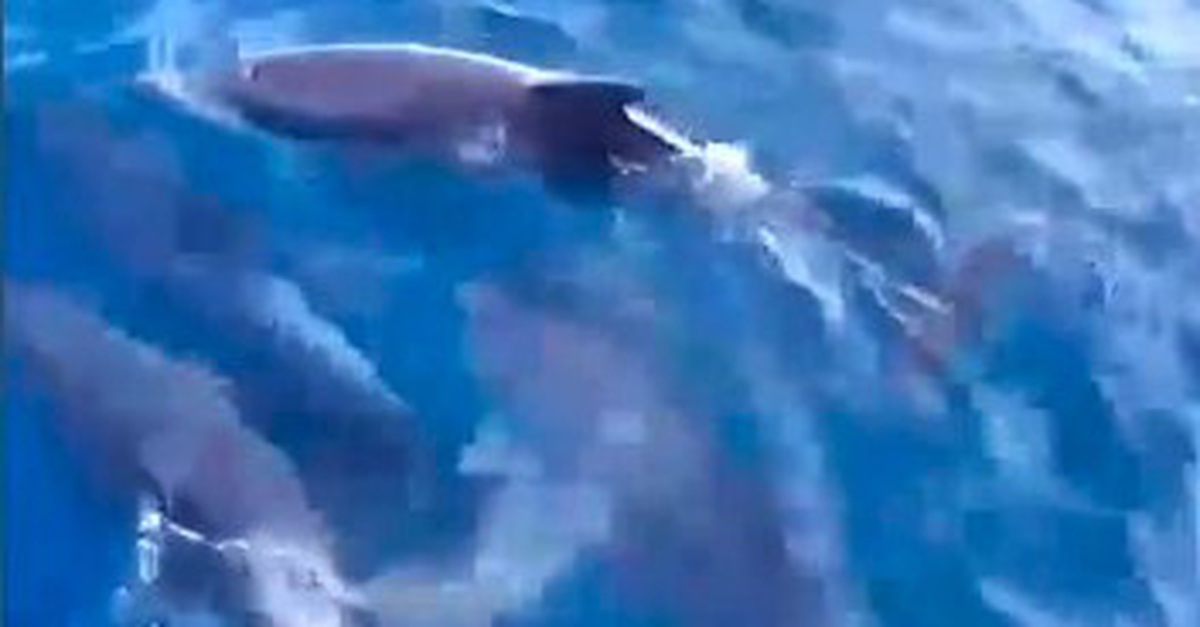 Đàn cá heo bơi tung tăng ở danh thắng Mũi Điện