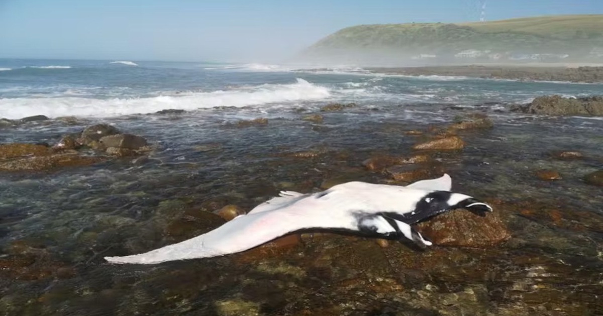 Biển ấm đột ngột lạnh đi, giết chết hàng loạt sinh vật biển