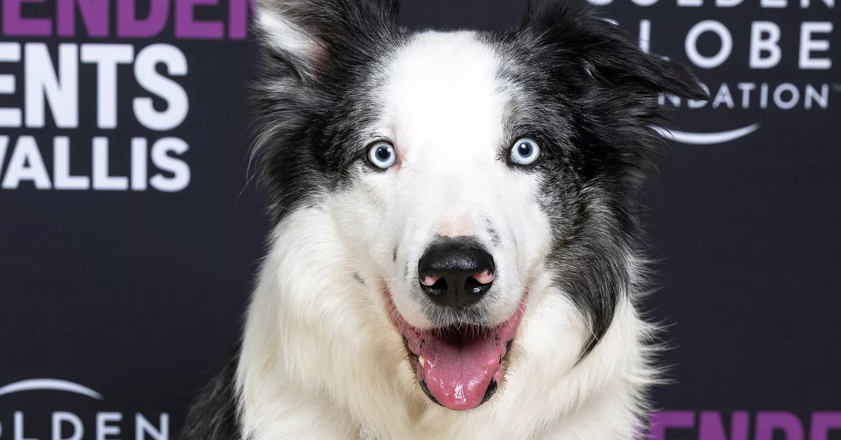 Chú chó Messi, ngôi sao của Oscar, sẽ có phim truyền hình riêng - Tuổi ...