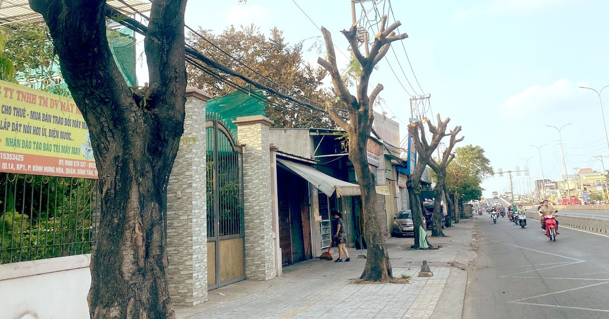 Cắt tỉa chứ sao cưa trụi lủi cây xanh?