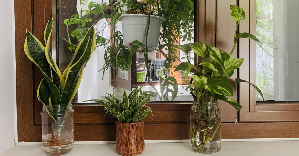 Khi cây trồng trong nhà có 'siêu năng lực' lọc không khí, giảm căng thẳng