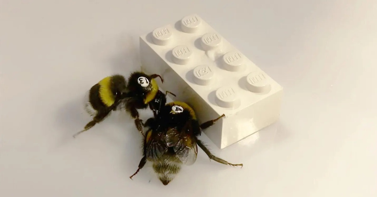 Phát hiện thú vị: Ong 'bắt tay' nhau chơi Lego