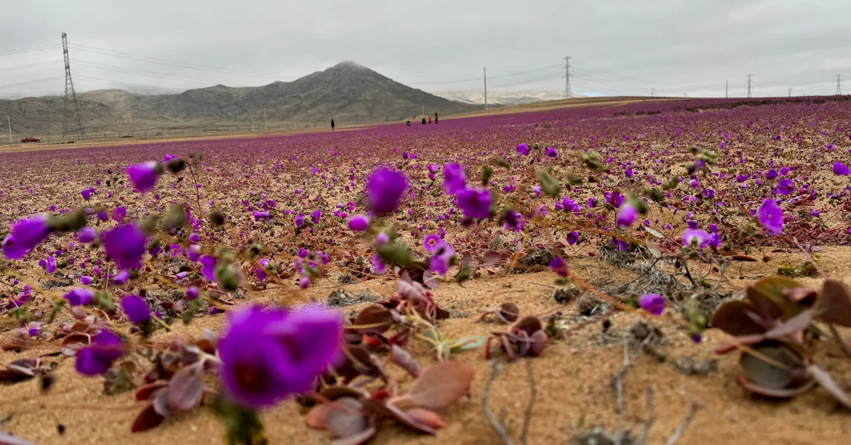 Hoa tím nở rộ trên sa mạc khô cằn nhất thế giới