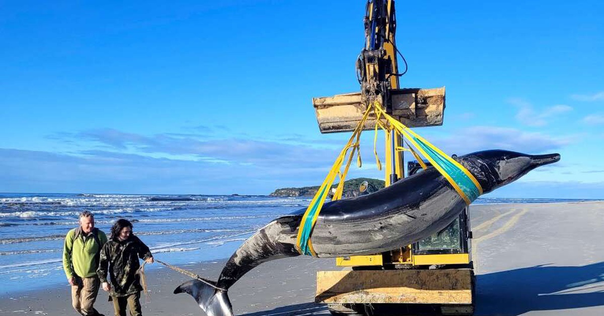 Cá voi hiếm nhất thế giới dạt vào bờ biển New Zealand