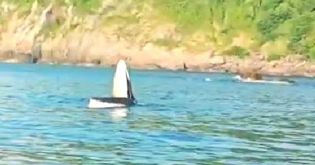 Cá voi xuất hiện ở danh thắng Mũi Điện, Phú Yên